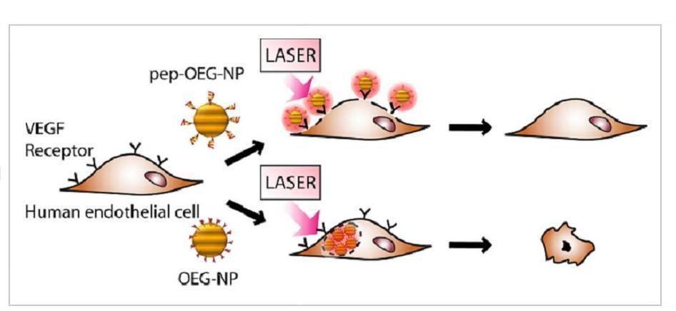 Laser-Induced Damage and Recovery